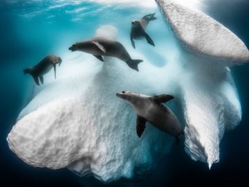 Greg Lecoeur ganó el cotizado premio Fotógrafo Submarino del Año 2020 con "Casa móvil congelada".