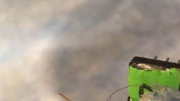 Después de trabajar olfateando durante siete horas, los saltamontes quedan agotados.