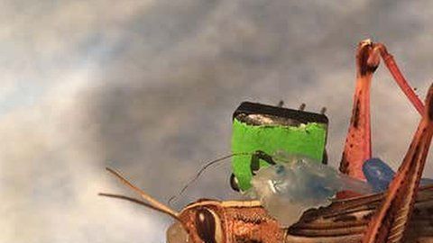 Después de trabajar olfateando durante siete horas, los saltamontes quedan agotados.