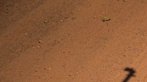 Infantes de marina colaboraban con el coyote, ganando hasta $8,000 dólares por trasladar inmigrantes indocumentados en California.