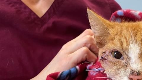 El gato se recupera de la herida de una flecha.