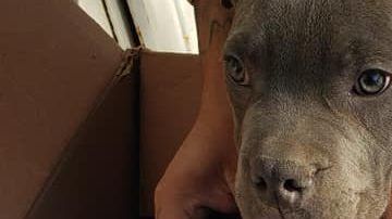 El perro tiene fracturada la cola.
