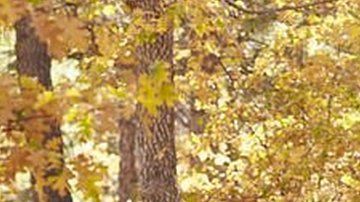 Caminar 10 minutos al día incrementa tu salud.