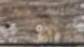 Encontrar un alquiler donde acepten mascotas es una tarea un tanto difícil, pero no imposible.