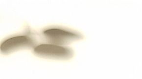 arroz salvaje-Juhi King en Pixabay