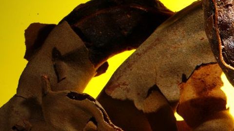 El tamarindo tiene un gran poder antioxidante.