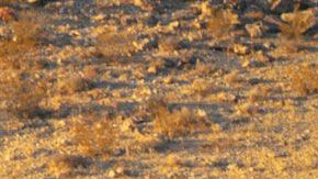 cadillacescalade-05022020-04