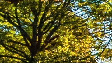 Aunque se ha apostado por la transición de autos de gasolina a autos eléctricos, esto podría detenerse por varios años más