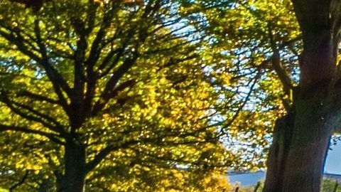 Aunque se ha apostado por la transición de autos de gasolina a autos eléctricos, esto podría detenerse por varios años más