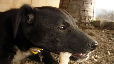 Los huesos de carnaza suelen gustarle mucho a los perros.