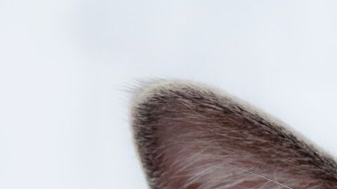 El gato de un presidente de EEUU es el inspirador de esta fecha.