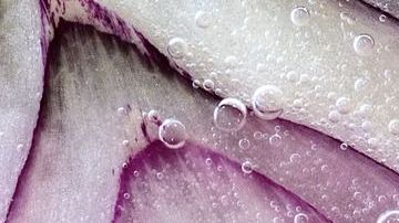 Cebolla-Ulrike Leone en Pixabay (1)