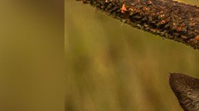 El hombre iba acompañado de su esposa cuando ocurrió el ataque.