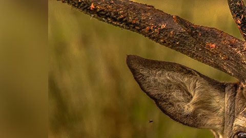 El hombre iba acompañado de su esposa cuando ocurrió el ataque.