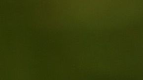 Un labrador que salvó la vida de su ama fue clonado.