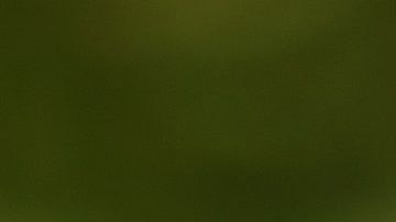 Un labrador que salvó la vida de su ama fue clonado.