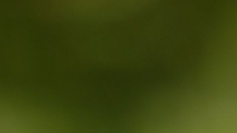 Un labrador que salvó la vida de su ama fue clonado.