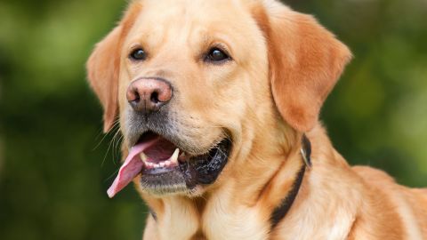 Un labrador que salvó la vida de su ama fue clonado.