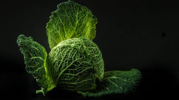 El repollo es considerado uno de los vegetales con mayor aporte en antioxidantes.
