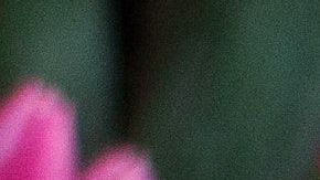 Purifica el ambiente con esta receta de agua de flores.