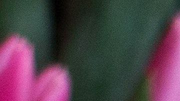 Purifica el ambiente con esta receta de agua de flores.