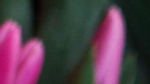 Purifica el ambiente con esta receta de agua de flores.