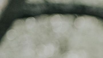 San Valentín en la casa de Romeo y Julieta / Créditos: Fotógrafo Carly Rae Hobbins vía Unsplash