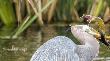 connie barr images