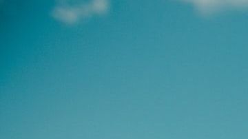 Consejos para volar con tu mascota / Créditos: Fotógrafo Avi Richards vía Unsplash