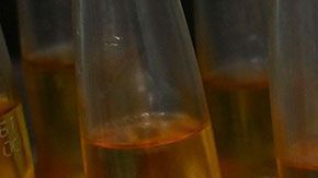 Lo único que tienen en común la cerveza y el virus es el nombre