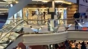 MSC Meraviglia.