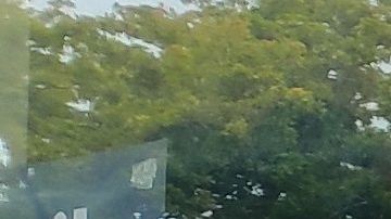 Inauguración de la "primera" oficina de campaña presidencial del demócrata Michael Bloomberg