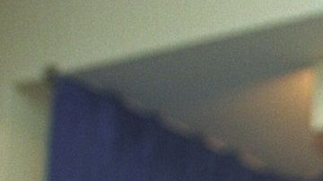 El Día del Gato se celebra cada 20 de febrero en honor a Socks, el gato que viviera en la Casa Blanca con la familia Clinton.