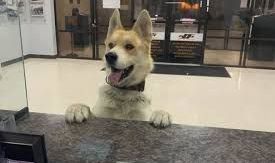 hico se perdió y acudió a la policía. / Support Our Permian Basin Police Officers