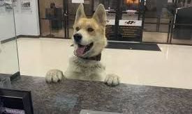 hico se perdió y acudió a la policía. / Support Our Permian Basin Police Officers