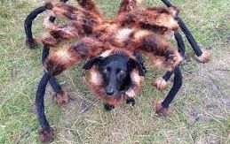 El animal disfrazado de araña gigante es muy popular en YouTube.