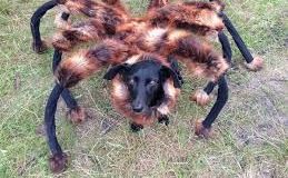 El animal disfrazado de araña gigante es muy popular en YouTube.