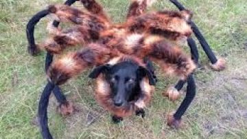 El animal disfrazado de araña gigante es muy popular en YouTube.