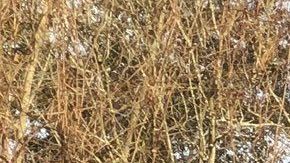 La crecida del río Pearl amenaza a miles en Mississippi.