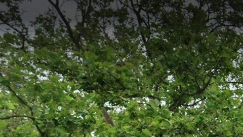 P.S. 213 Carl Ullman School, Oakland Gardens