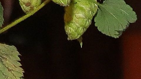 La pareja disfruta del Oktoberfest.