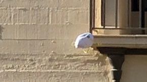 Estadounidenses arrojan mascarillas al aire al terminar la cuarentena de coronavirus.