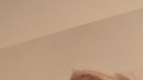 Choupette heredó una fortuna millonaria del diseñador Karl Lagerfeld.