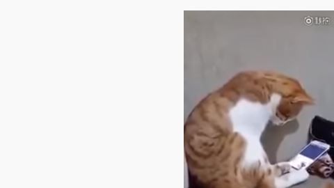 El gato ve muy conmovido la foto de su dueña.