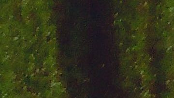 Los gatos se relajan escuchando música hecha para ellos.