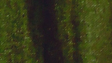 Los gatos se relajan escuchando música hecha para ellos.