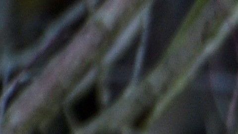 El coyote fue visto en el patio trasero de la casa de un vecino.