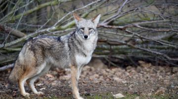 El coyote fue visto en el patio trasero de la casa de un vecino.