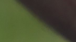 La serpiente arcoiris no es venenosa y es inofensiva.