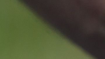 La serpiente arcoiris no es venenosa y es inofensiva.